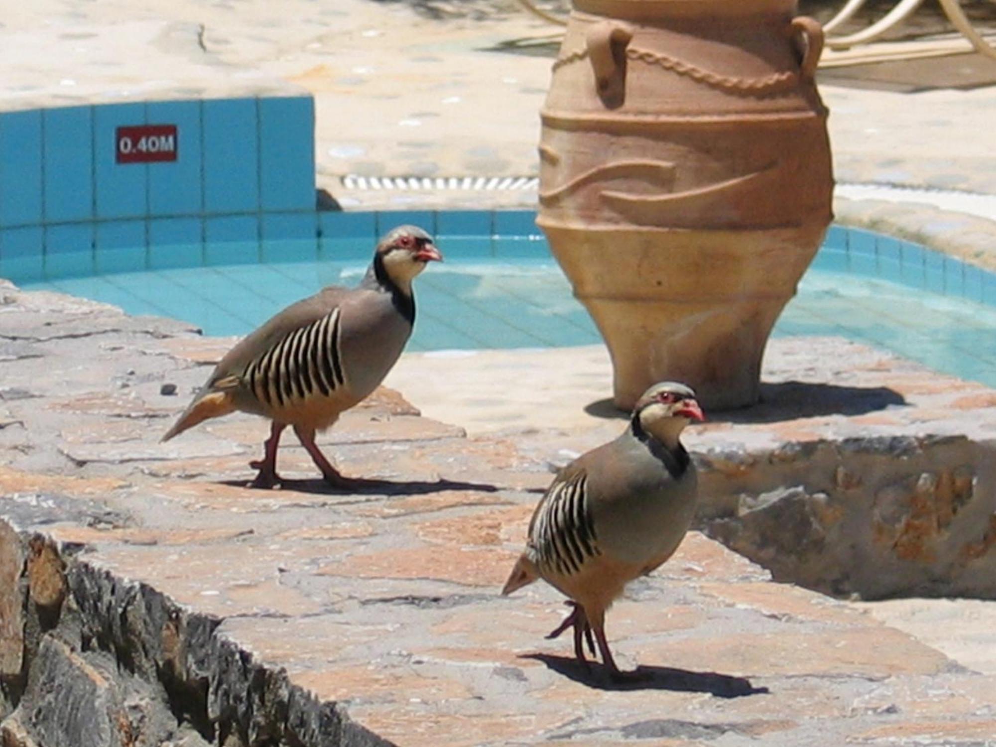 Country Hotel Velani Avdou Exterior photo